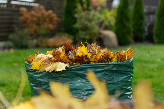 Leaves fallen in autumn are collected in a biodegradable bag and prepared for further composting. Close up.  Selective focus. Fall clean up. 