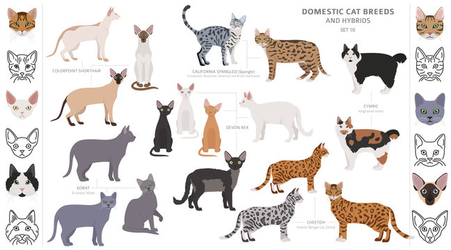 Domestic cat breeds and hybrids collection isolated on white. Flat style set. Different color and country of origin