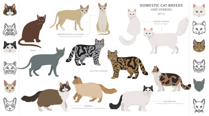 Domestic cat breeds and hybrids collection isolated on white. Flat style set. Different color and country of origin - obrazy, fototapety, plakaty