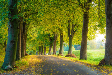 Allee Straße im Herbst - Bäume auf Insel Rügen