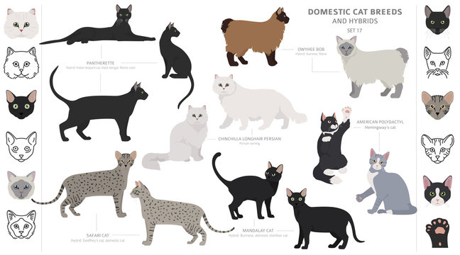 Domestic cat breeds and hybrids collection isolated on white. Flat style set. Different color and country of origin