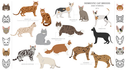 Domestic cat breeds and hybrids collection isolated on white. Flat style set. Different color and country of origin © a7880ss