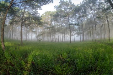 beatyful lanscape of DaLat, viet nam the sun and the pine hill in mist