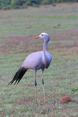 Obraz premium Kranisch