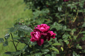  薔薇　ばら　イントゥリーグ