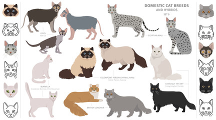 Domestic cat breeds and hybrids collection isolated on white. Flat style set. Different color and country of origin © a7880ss