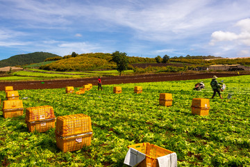 Obraz premium An unidentified farmer is harvesting vegetables in Da Lat 