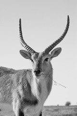 Sumpfantilopen Bulle