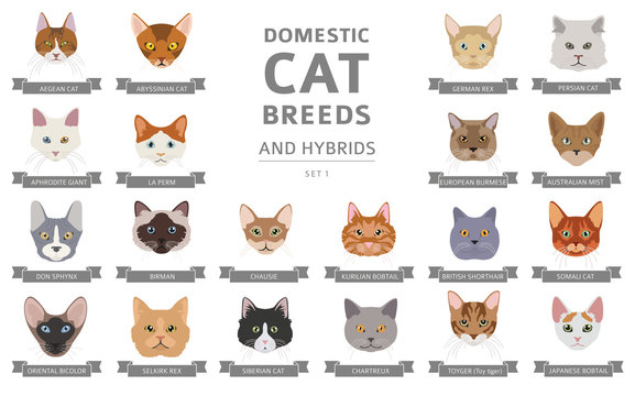 Domestic cat breeds and hybrids portraits collection isolated on white. Flat color cat`s head style set