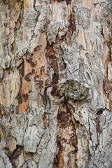 Rough tree bark texture background