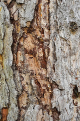 Rough tree bark texture background