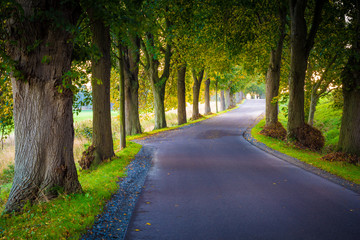 Allee Straße im Herbst - Insel Rügen
