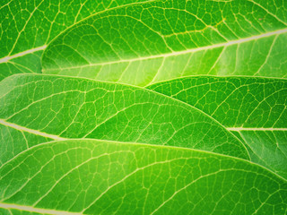 Green color leaves blurred background texture.