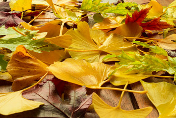 les feuilles d'automne 