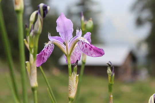 Beautiful parvati valley flowers in kasol, Himanchal Pradesh, India