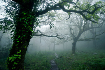 Bosque de la Niebla forest is a misty forest with microclimate at Los Alcornocales Natural Park, El...