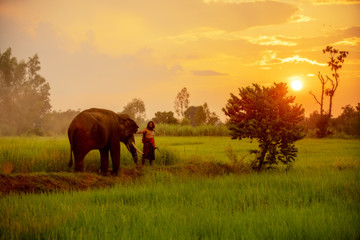 Thailand, The mahout, and an elephant walking on the rice field at during sunset