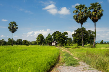 paddy rice fields and farmer hut