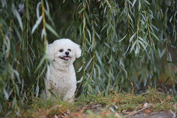 Bichon frisee