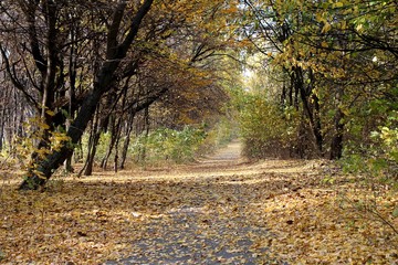 Naklejka premium forest, tree, nature, wood, trees, landscape, birch, woods, autumn, green, trunk, leaves, park, season, fall, woodland, leaf, day, outdoors, environment, sunlight
