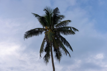 Fototapeta na wymiar Palm tree on the beach in Sri Lanka