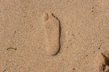Fototapeta na wymiar footprint in the sand at Sri Lanka beach