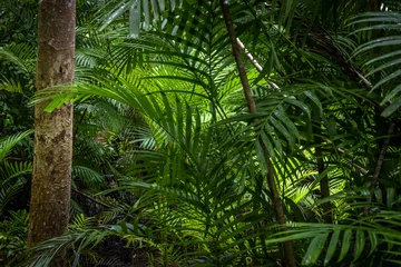 Gardinen Tropischer Dschungel, tropischer Regenwald mit verschiedenen Bäumen. © Kalyakan