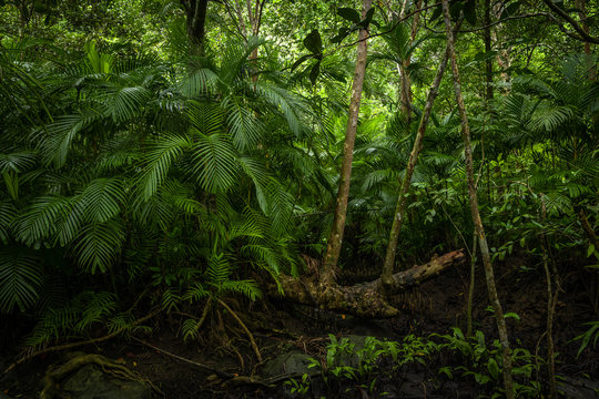 Tropical jungle, Tropical rainforest with different trees.