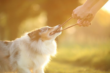 Zerrspiel Sheltie