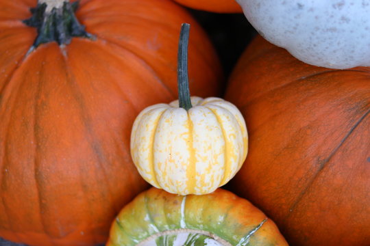 A pile of pumpkins and squashes 