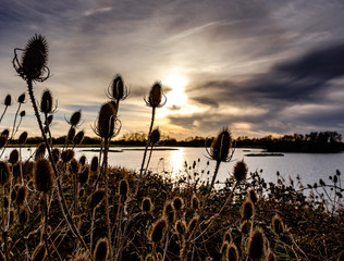 Close up of reed beds by a large, natural lake just before sunset in mid winter.