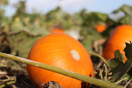 A pumpkin field ready for harvest in Yorkshire. 