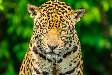Fototapeta na wymiar portrait of jaguar