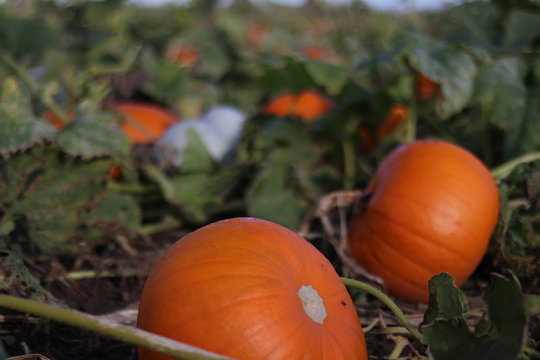 A pumpkin field ready for harvest in Yorkshire. 