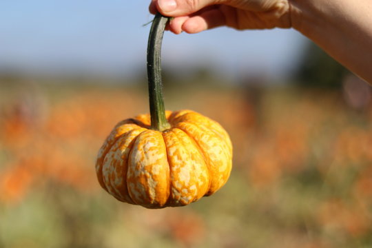 A squash held up in front of a field of pumpkins.