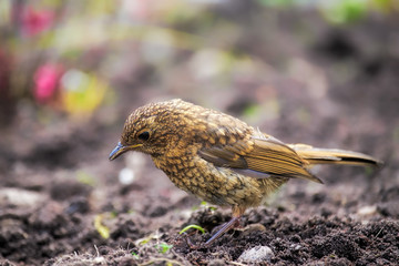 Robin fledgling foraging on the ground