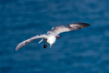 Northern fulmar in flight over the ocean