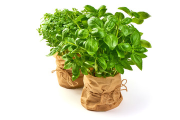 Naklejka premium Fresh sweet potted marjoram and basil, isolated on white background
