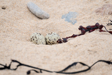 Little terns nest with eggs