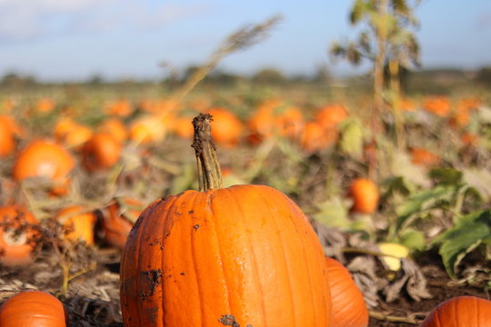 A pumpkin field ready for harvest in Yorkshire. 