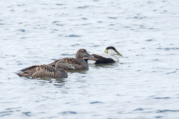 Two female Eider ducks with a male