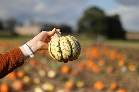 A squash held up in front of a field of pumpkins.