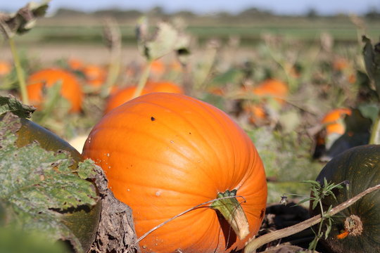 A pumpkin field ready for harvest in Yorkshire. 