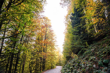 forest road in autumn season  fallen leaves