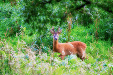 Roe deer buck in a forest clearing