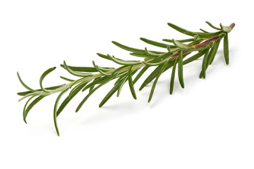 Fresh branch of rosemary herb, isolated on white background