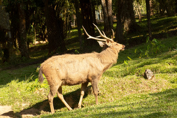 Naklejka na ściany i meble deer in the nature forest