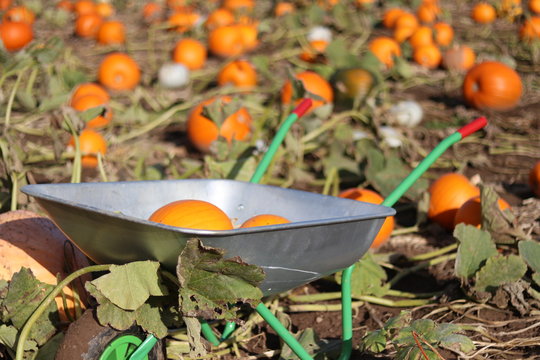A wheel barrow filled with pumpkins in a pumpkin field 