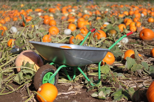 A wheel barrow filled with pumpkins in a pumpkin field 