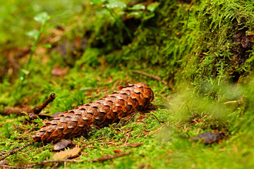 Pine cone lying in moss.